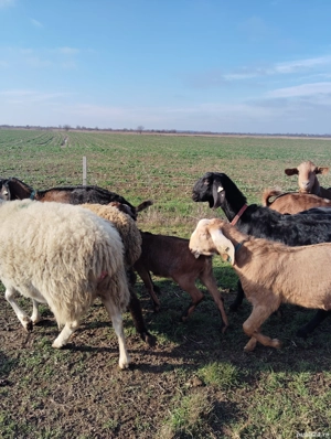 Țap anglonubian din părinți cu peedegre  - imagine 3