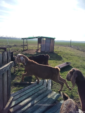 Țap anglonubian din părinți cu peedegre  - imagine 2