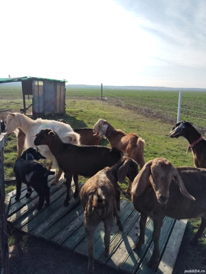 Țap anglonubian din părinți cu peedegre  - imagine 5