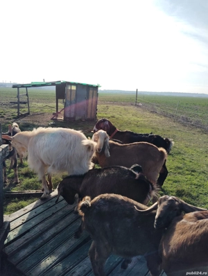 Țap anglonubian din părinți cu peedegre  - imagine 4