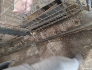 Vind purcei  - imagine 4