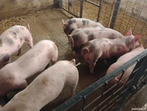 vind purci - imagine 2