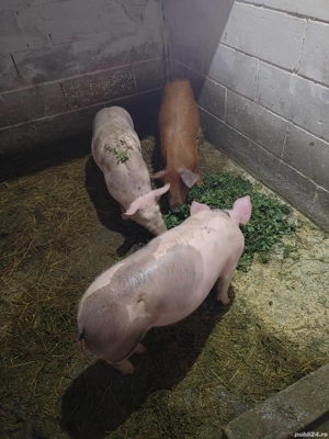 Vând 3 scrofite pietrean și duroc