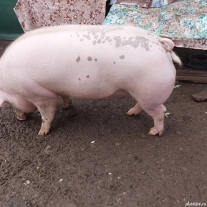 Porci de vânzare Humele Ungheni  - imagine 2
