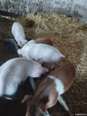 Vând purcei 10 săptămâni! - imagine 3