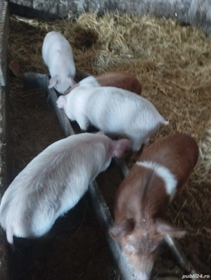Vând purcei 10 săptămâni!