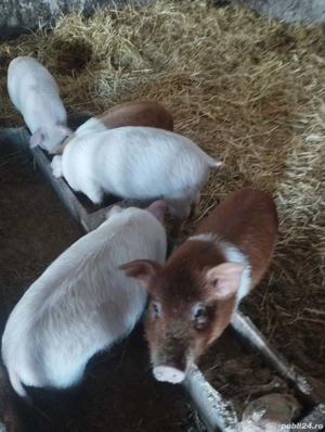 Vând purcei 10 săptămâni! - imagine 2