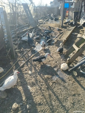 Vând rațe  - imagine 2