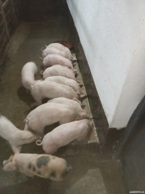 Porc in jur de 100 kg 16 Ron pe kg in viu