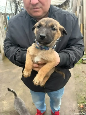 Vând Ciobănesc Belgian Malinois