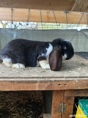 Berbec German  - imagine 2