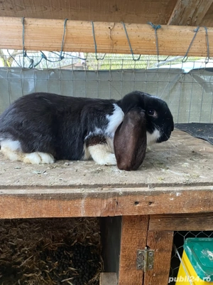 Berbec German  - imagine 4