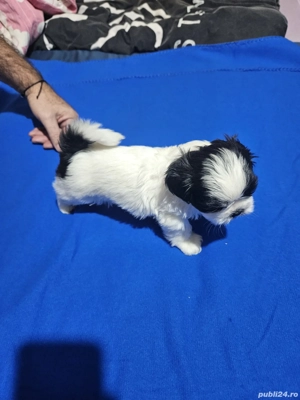 Shih tzu baietel de vanzare - imagine 2