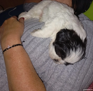 Shih tzu baietel de vanzare - imagine 3