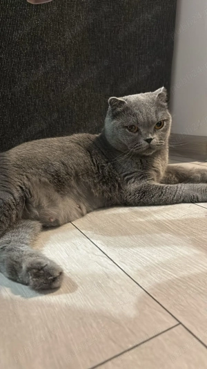 British sorthair  - imagine 2