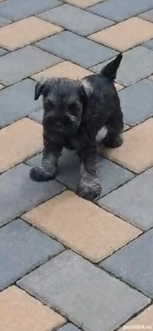 pui schnauzer pitic - imagine 3