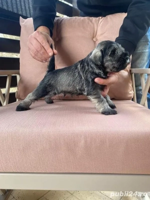pui schnauzer pitic - imagine 2
