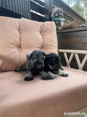 pui schnauzer pitic