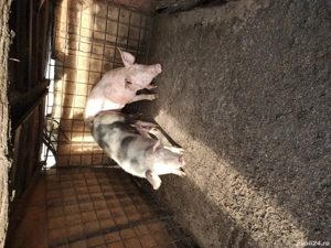 De vînzare două purcele 