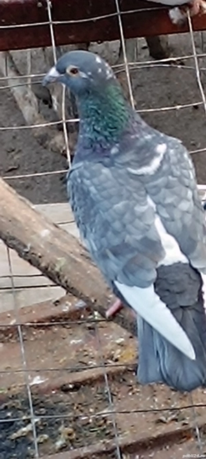 Porumbei voiajori  - imagine 4