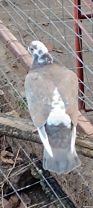 Porumbei voiajori  - imagine 2