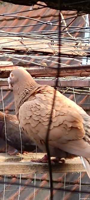 Porumbei voiajori  - imagine 3