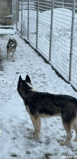 Husky de vanzare - imagine 2