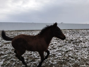 Vand manz de 4 luni - imagine 2