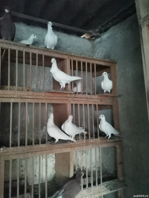 Porumbei cu floare și fără 