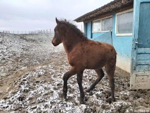 Vand manz de 4 luni - imagine 4