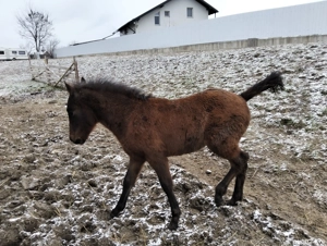 Vand manz de 4 luni - imagine 5