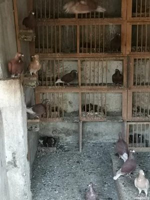 Porumbei cu floare și fără  - imagine 2