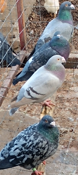 Porumbei voiajori  - imagine 2