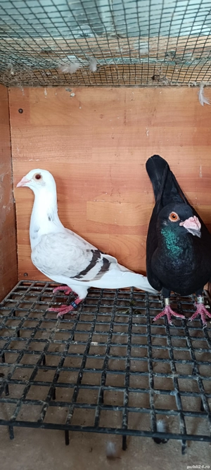 Porumbei voiajori  - imagine 4