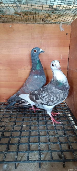 Porumbei voiajori  - imagine 3