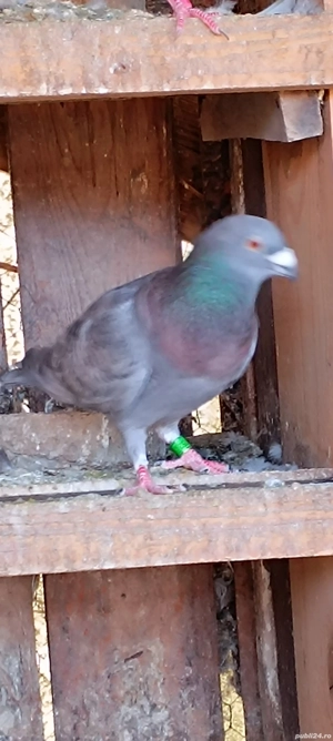 Porumbei voiajori  - imagine 5