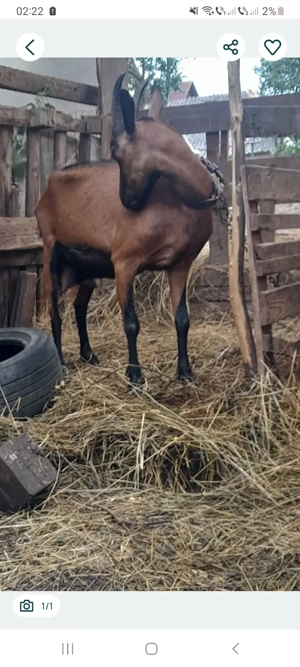 Capra alpina franceza  - imagine 2