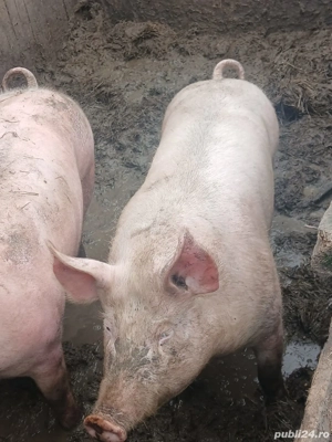 vand porci de carne  - imagine 3