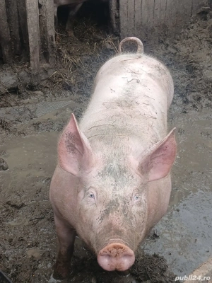 vand porci de carne  - imagine 4