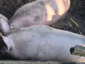 vand porci de carne  - imagine 5