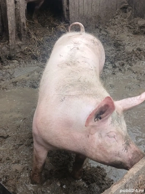 vand porci de carne  - imagine 2