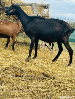 Vand schimb Alpina franceza - imagine 2