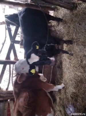 Vand vaca baltata romaneasca gestanta in 3 luni