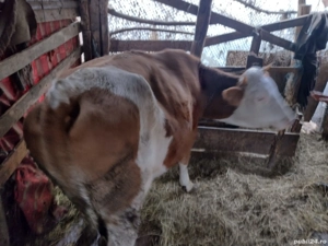 Vand vaca baltata romaneasca gestanta in 3 luni - imagine 4