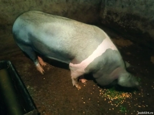 Porc 150 kg Deva - imagine 2