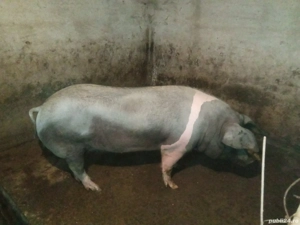 Porc 150 kg Deva - imagine 3