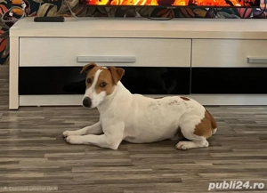 Donez Jack Russell câine pentru interior! - imagine 2