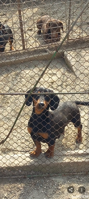 Vând schimb cățelușa Teckal nas pe 14  03 2023 carnet de sănătate,are o singură fatare.