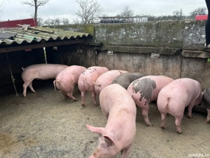  0sapte52858017_arvunesc porci craciun