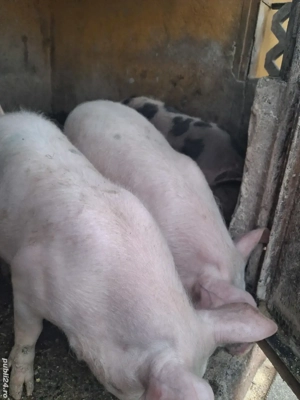 de vânzare 3 masculi 25..30 kg rasă marele alb și petrean ofer transport  - imagine 3